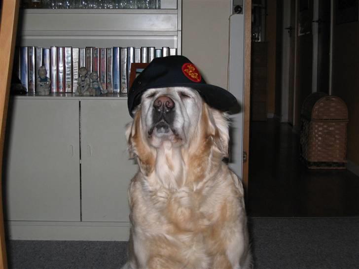 Golden retriever Dolly  22-03-11 R.I.P.  - å nej ikke igen det er ikke mig billede 7
