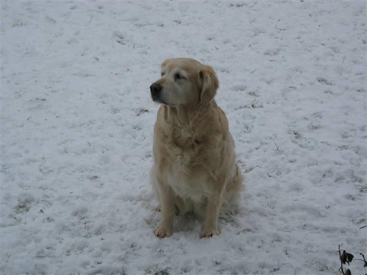 Golden retriever Dolly  22-03-11 R.I.P.  - Elsker sne vil bare ikke ind billede 8
