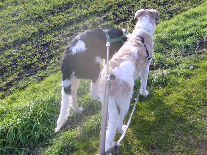Borzoi Lhaghana Koztya billede 15