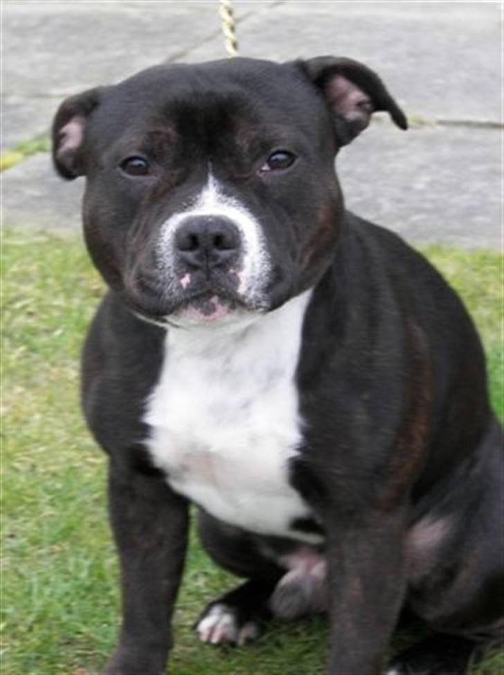 Staffordshire bull terrier Andy - Taget af Charlotte herinde, tak for billederne... 24.03.2008 Andy 13,5 mdr. billede 9