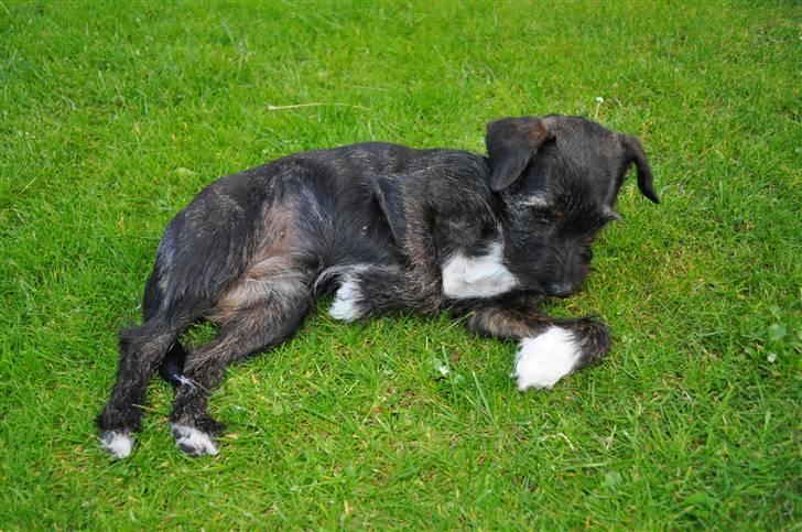 Blanding af racer hysse - hmm hmm  billede 12