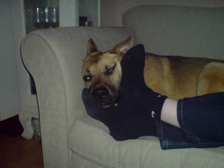 Blanding af racer Tyson - Hos mors kammerat... ligger lige og får en slapper hos mor.... billede 12