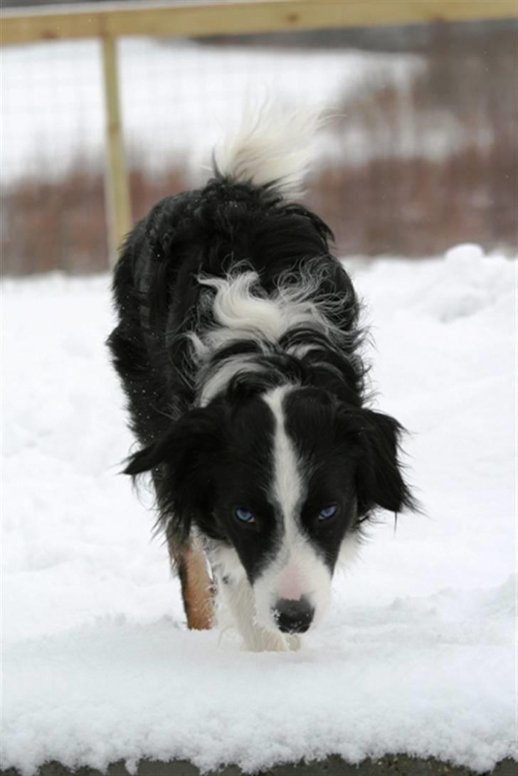 Border collie Joe Dalton billede 9