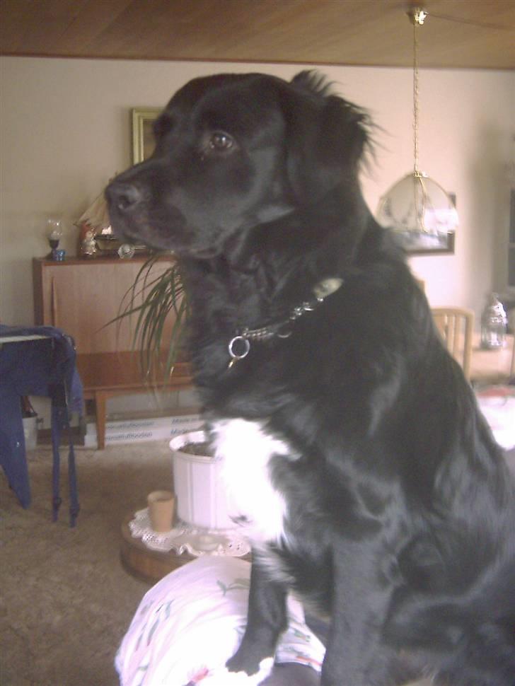 Blanding af racer Luffe billede 1