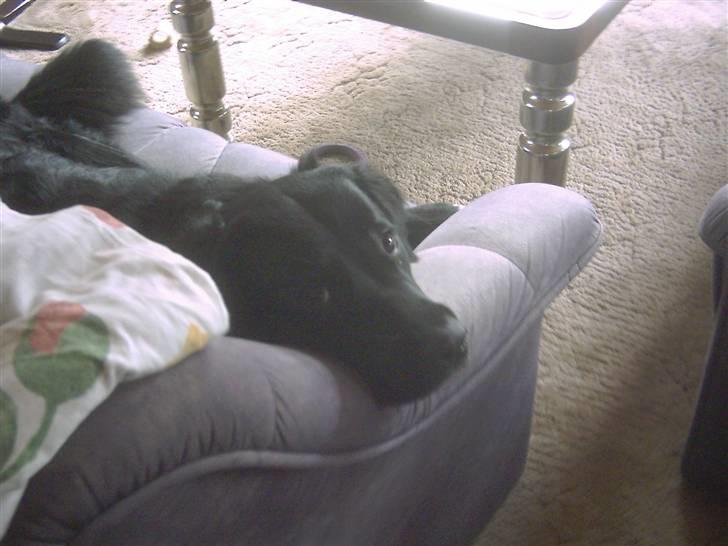 Blanding af racer Luffe - den ser ret uskyldig ud gør den ikke ?  billede 2