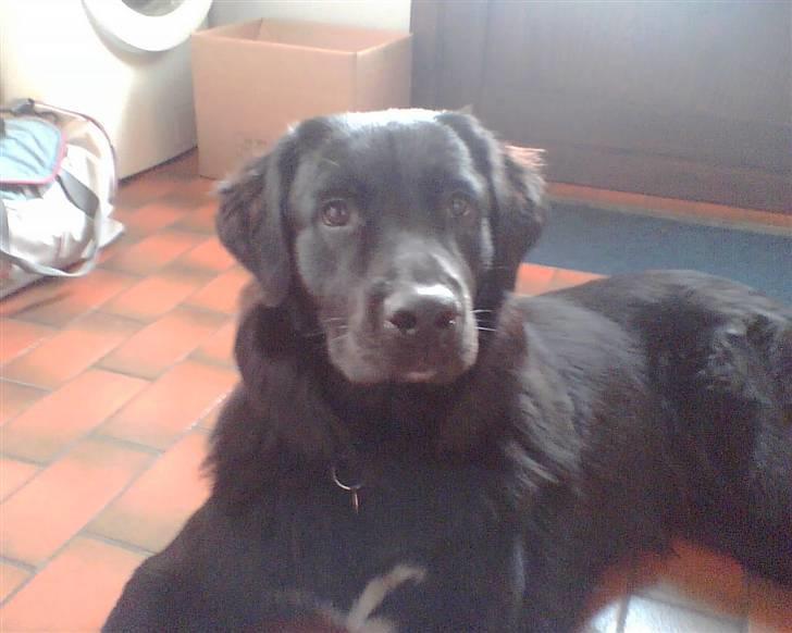 Blanding af racer Luffe billede 3