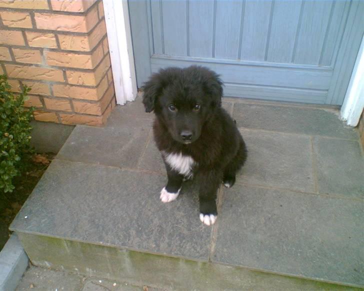 Blanding af racer Luffe - det her er taget samme aften som jeg kom hjem med ham. han er lige blevet lidt større siden :) billede 4