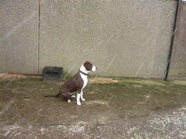 Amerikansk staffordshire terrier Versatus Chanel billede 14