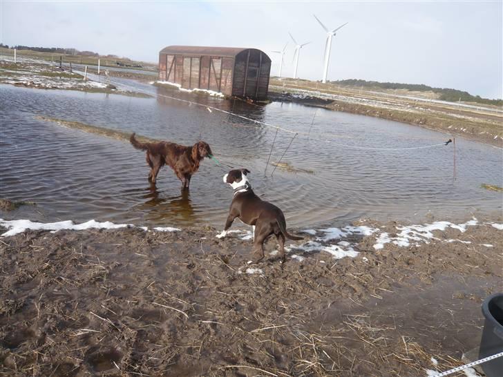 Langhåret hønsehund Annabell billede 7