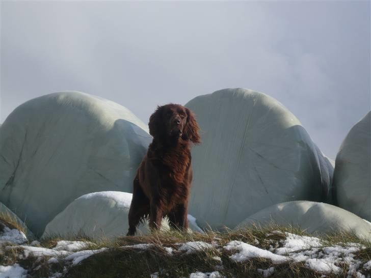 Langhåret hønsehund Annabell billede 8