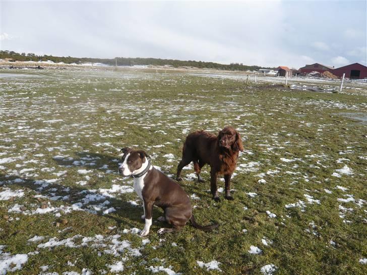 Langhåret hønsehund Annabell billede 9