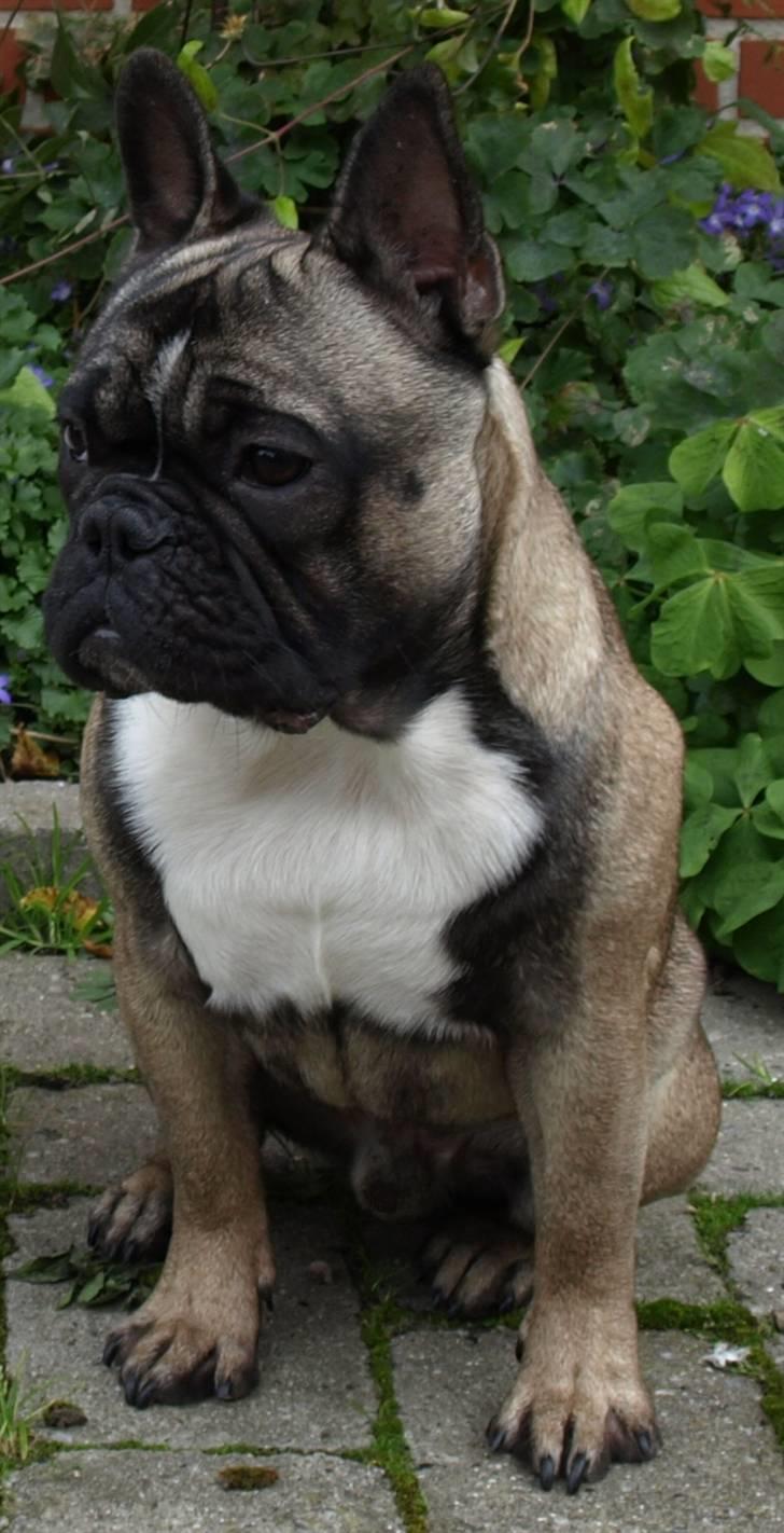 Fransk bulldog Valdo - mors lille buddah billede 1