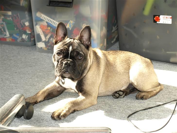 Fransk bulldog Valdo - valdo elsker solstråler. her 4,5 mnd. gl. billede 2