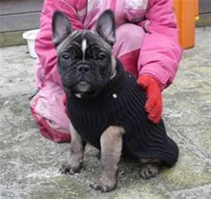 Fransk bulldog Valdo billede 3