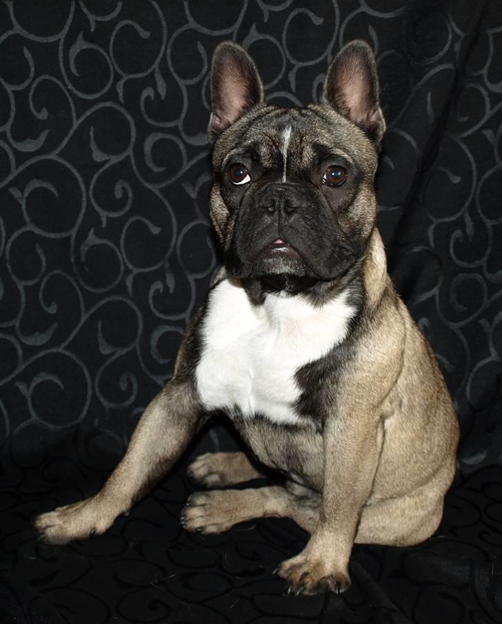 Fransk bulldog Valdo - 12 uger, men hader at skulle posere for fotografen billede 4