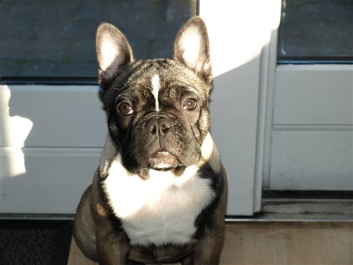 Fransk bulldog Valdo billede 5