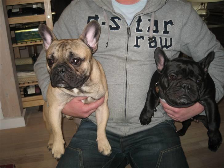 Fransk bulldog Rocco - Rocco´s veninde. d.03.02.2008  billede 6