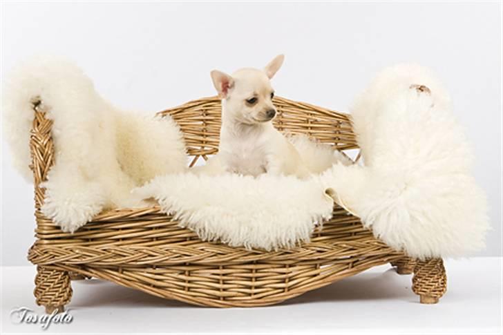 Chihuahua ** Ciencia **  billede 19