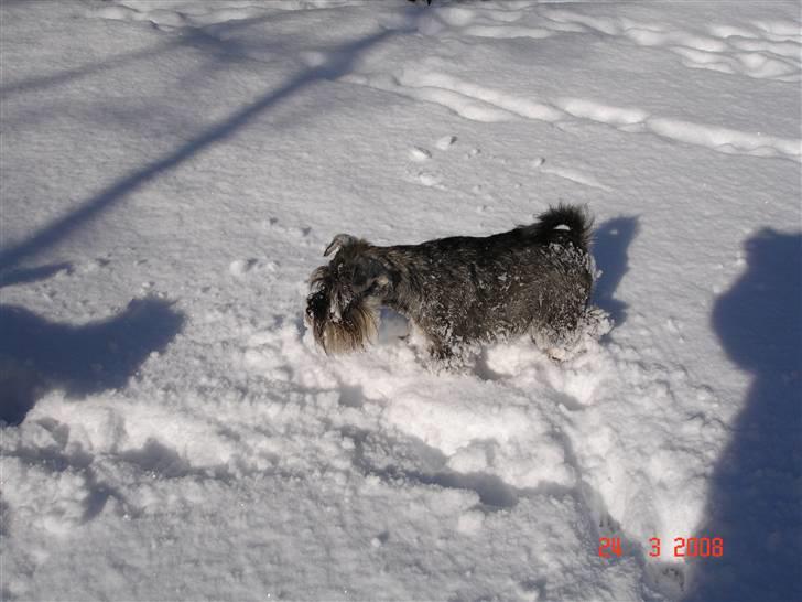 Dvaergschnauzer Muffe - Sne er dejligt ;o) billede 13