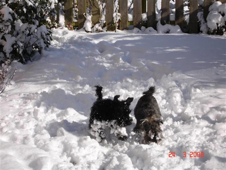 Dvaergschnauzer Muffe billede 14