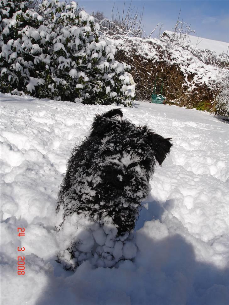 Dvaergschnauzer Kenzo - "Snemanden" Kenzo billede 6