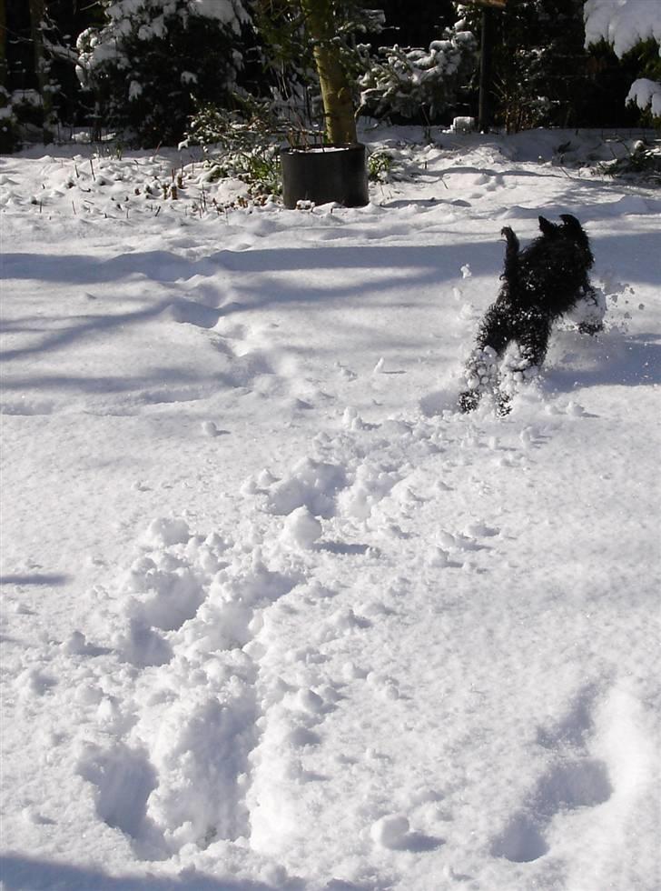 Dvaergschnauzer Kenzo billede 7