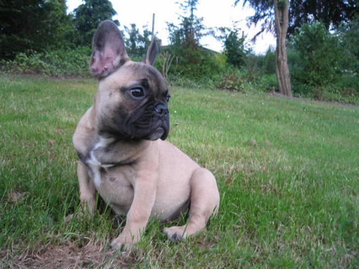 Fransk bulldog Rocco billede 7