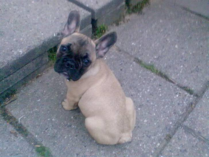 Fransk bulldog Rocco billede 8