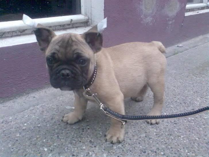 Fransk bulldog Rocco - Mor & far har lige hentet mig :) d.18.05.2007 billede 9