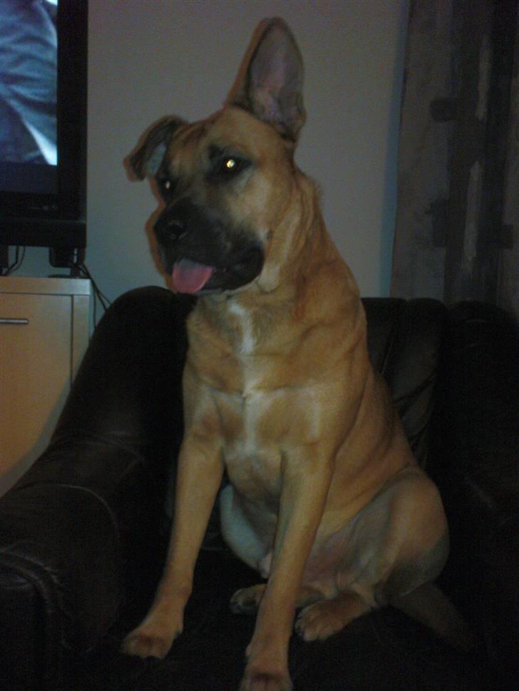 Blanding af racer Tyson - Hvad skal jeg moar??? billede 13