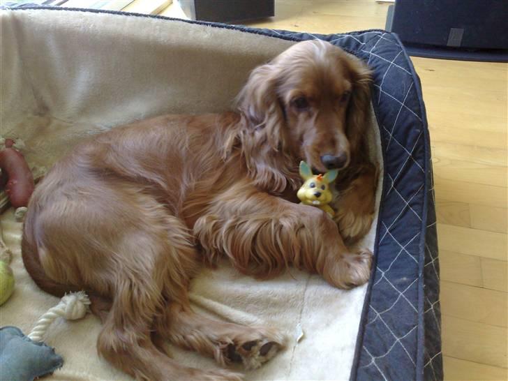 Cocker spaniel Simba billede 15