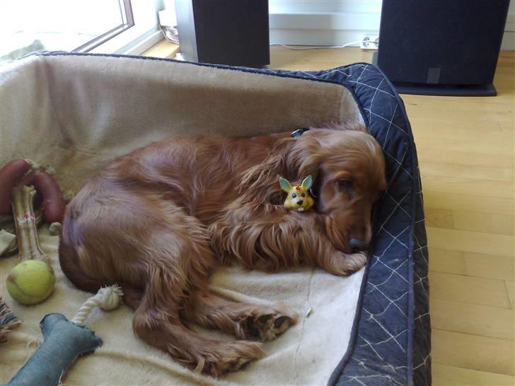 Cocker spaniel Simba billede 16