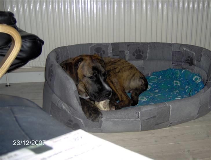 Blanding af racer Baloo mastiff / boxer - Elsker miit ben . billede 13