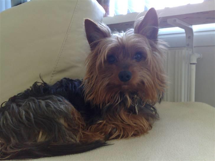 Yorkshire terrier Nemo billede 16