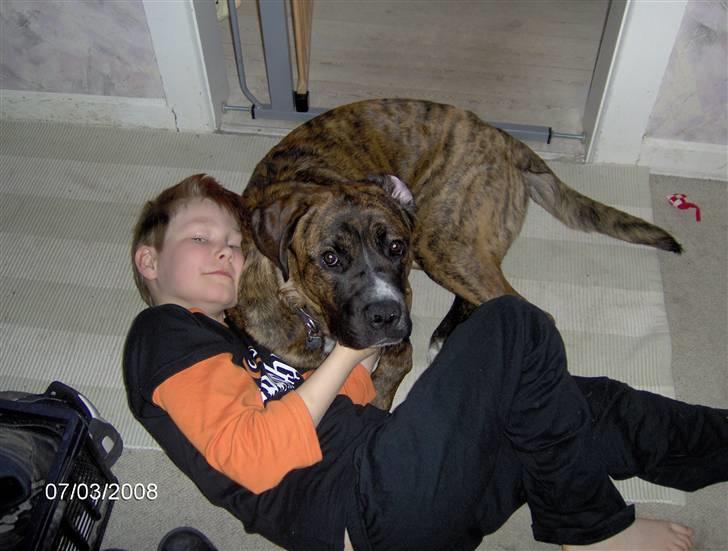 Blanding af racer Baloo mastiff / boxer - Elsker børn :b billede 15