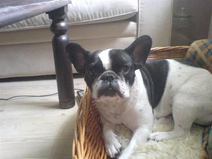 Fransk bulldog Bonnie - Ligger lige her i min kurv og venter på at jeg får en lillebror... billede 20