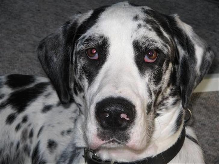 Grand danois Fiffi ~Hvil i fred~ billede 15