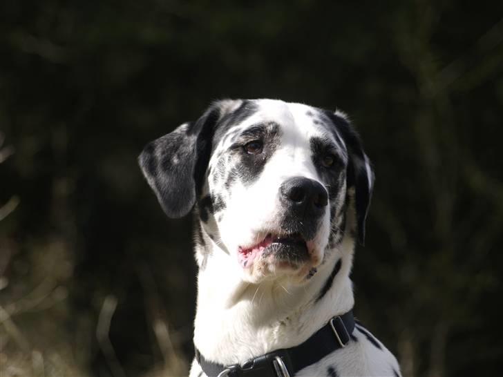 Grand danois Fiffi ~Hvil i fred~ billede 16