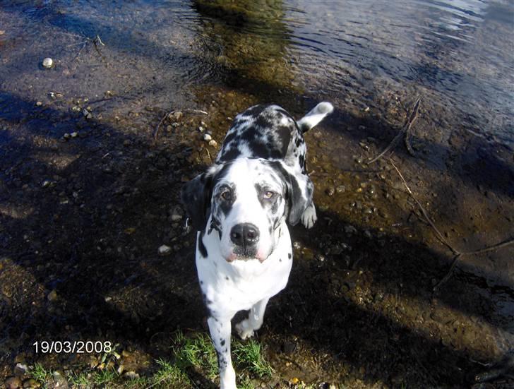 Grand danois Fiffi ~Hvil i fred~ - sagde du noget mor? billede 17