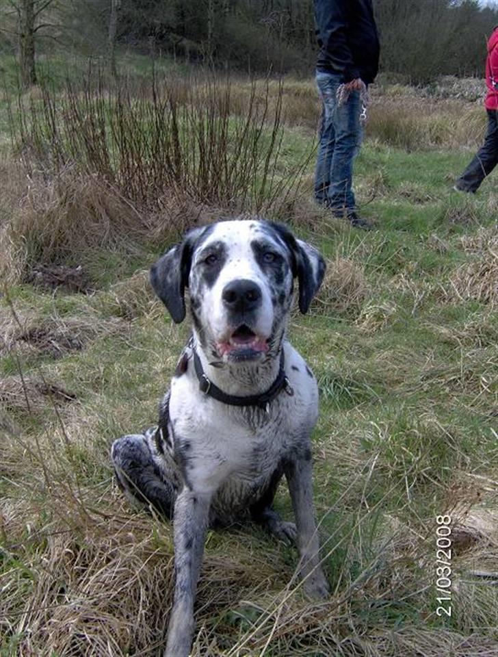 Grand danois Fiffi ~Hvil i fred~ - Mig??? hva snakker du om? Jeg er da ikk beskidt!!! billede 18