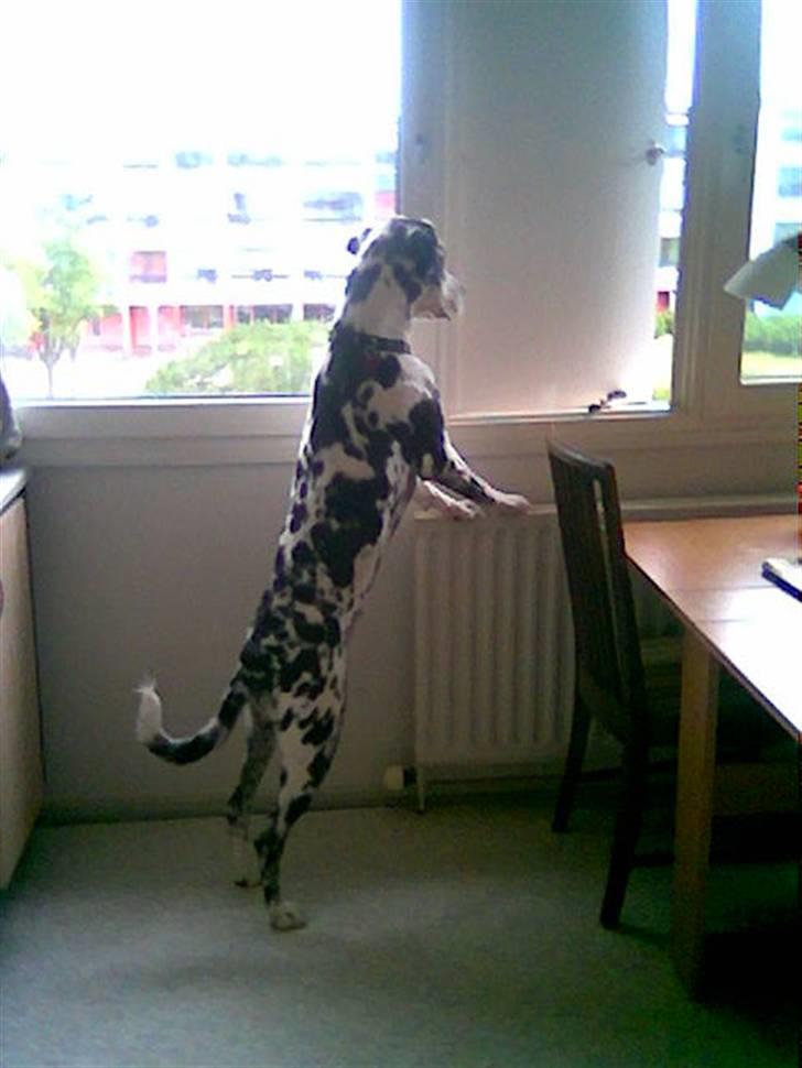 Grand danois Fiffi ~Hvil i fred~ - Er da også lige nød til at bevare overblikket på den anden side billede 19