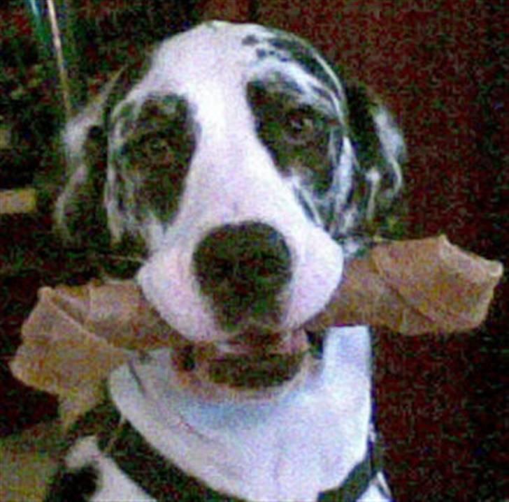 Grand danois Fiffi ~Hvil i fred~ - Reklamehunden Fiffi (mobil billede derfor dårlig kvalitet) billede 20