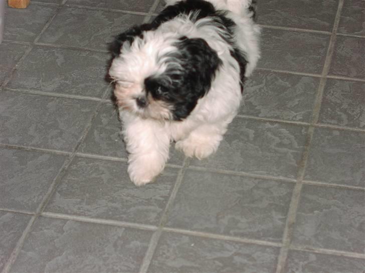 Malteser Bella - Så har Bella fået en lege kammerat, En lille Shih tzu han.Han hedder Gucci billede 4