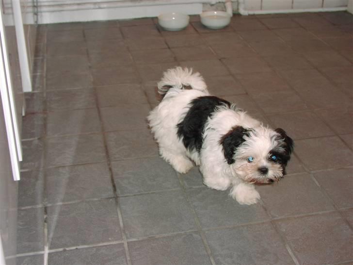 Shih tzu Gucci - Her er han 10 uger og en rigtig uld tot billede 1