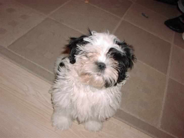 Shih tzu Gucci billede 3
