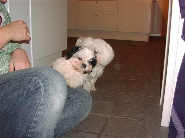 Shih tzu Gucci billede 4