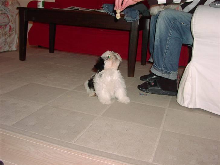 Shih tzu Gucci billede 5