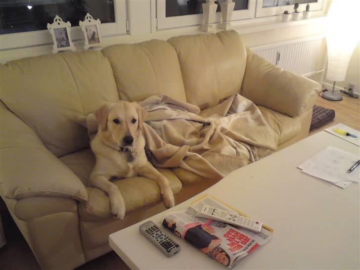 Golden retriever Malou - MAN VED VEL HVAD LUKSUS ER?! billede 17