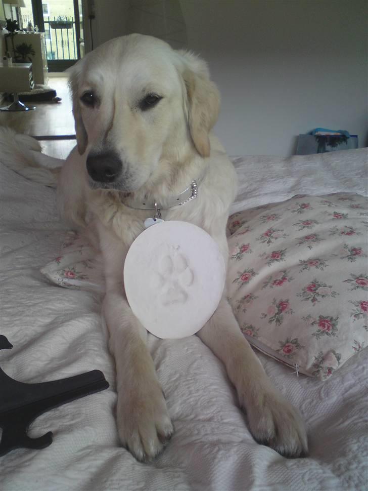 Golden retriever Malou - MIN POTE I GIPS :) ER DEN IKKE BARE FIN? billede 18