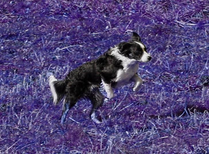 Border collie Joe Dalton - taget af en fotograf som keder sig hahahaha billede 10